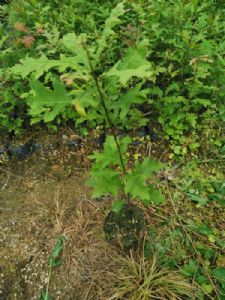 高度50厘米娜塔栎袋苗（娜塔栎苗）