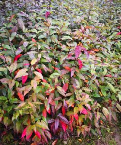 高度50厘米山樱花无纺布杯苗(福建山樱花袋苗 )