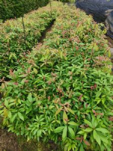 高度30厘米闽楠苗（闽楠袋苗）