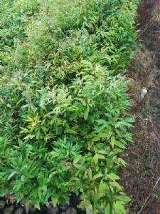 高度50厘米红椎袋苗(红椎苗 )