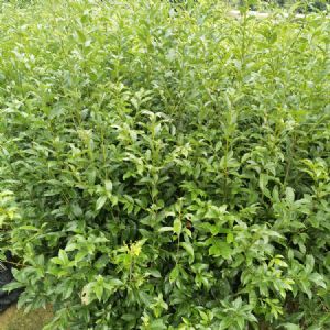 高度40厘米苦槠袋苗