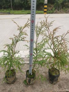 福建柏袋苗(建柏苗)