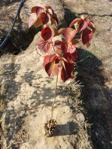 高度40厘米乌桕袋苗（乌桕无纺布袋苗）