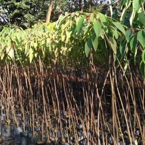 山乌桕苗（山乌桕袋苗）