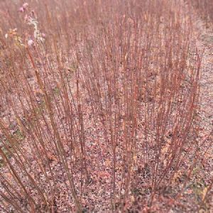 高度50厘米南酸枣苗(南酸枣袋苗 )