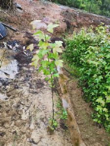 高度60厘米枫香无纺布袋苗